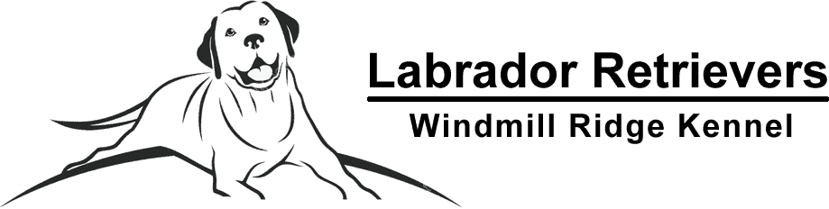 Windmill Ridge Kennel | Top Quality AKC Labrador Retrievers in Francisco, NC